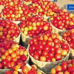 Tomato Prices Skyrocket to Rs. 100 Per Kilo