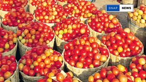 Tomato price skyrocket