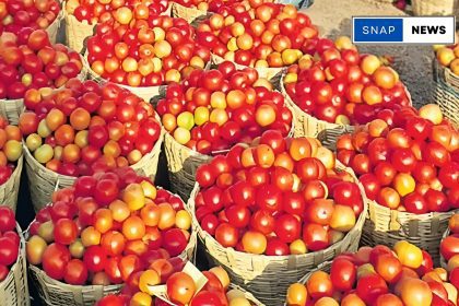 Tomato Prices Skyrocket to Rs. 100 Per Kilo