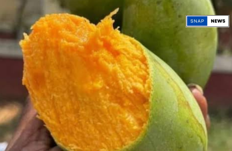 Telangana Mango Expo Showcases 400 Rare Varieties