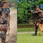Army dog undergoing training to track enemies and detect bombs, as shared in BSF video on social media