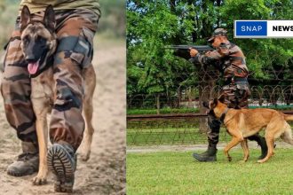 Army dog undergoing training to track enemies and detect bombs, as shared in BSF video on social media