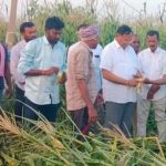 Peddapalli maize crop damage