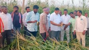 Peddapalli maize crop damage 1