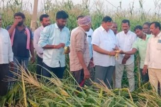 Peddapalli maize crop damage