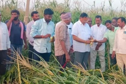 Peddapalli maize crop damage