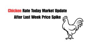 chicken rate today