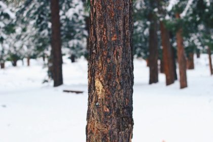 Snowfall and rain push temperatures down across Himachal as kullu weather cools sharply 8 kullu weather