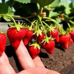 India aims to build homegrown strawberry industry as farmers embrace new technology